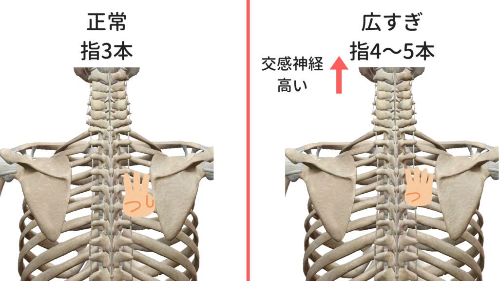 肩甲骨の位置を見ればわかる！？慢性的な肩こりの原因 狛江・和泉多摩川のつづき整体院